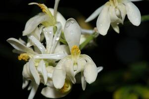 moringa boom bloem foto