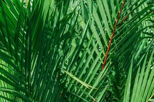 groen palm blad structuur achtergrond foto