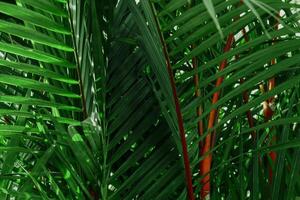 groen palm blad structuur achtergrond foto