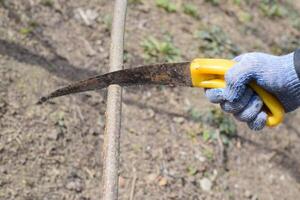 snijdend een boom Afdeling met een hand- tuin zaag. foto