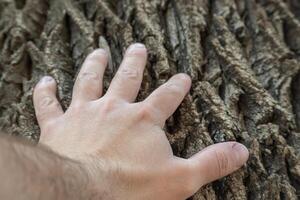 hand- aanraken de romp van een oud boom. foto