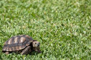 schildpad zwervend in de omgeving van de tuin foto