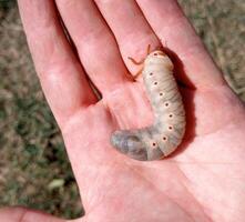 neushoorn kever, neushoorn kever larven in een mans hand. groot kever larve foto