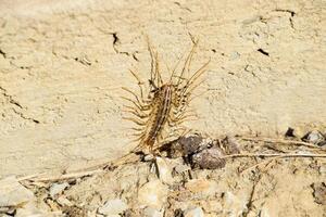 scutigera coleoptera loopt Aan de grond met stenen. de vliegenvanger. duizendpoot vliegenvanger, insect roofdier foto