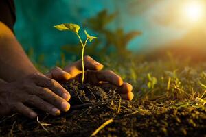 man's hand- zaaien kunstmest, hand- aanplant groen zaden, donker oranje verlichting foto