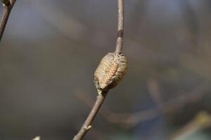 ootheca bidsprinkhaan Aan de takken van een boom. de eieren van de insect gelegd in de cocon voor de winter zijn gelegd. ootec Aan een Afdeling van hazelnoot foto