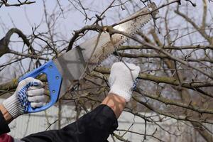 snijdend een boom Afdeling met een hand- tuin zaag. foto