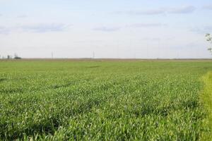 jong groen tarwe veld- foto