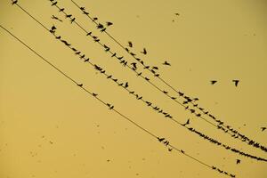 silhouetten van zwaluwen Aan draden. Bij zonsondergang draad en zwaluwen foto