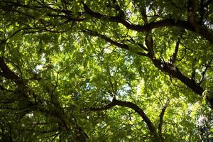 op zoek omhoog Bij de tamarinde boom foto