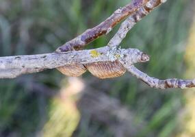 ootheca bidsprinkhaan Aan de takken van een boom. de eieren van de insect gelegd in de cocon voor de winter zijn gelegd foto