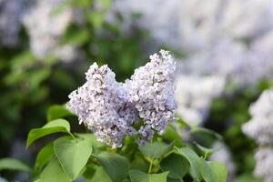 bloemen bloeiend lila. mooi Purper lila bloemen buitenshuis. foto