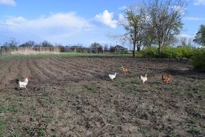 de kippen wandelen in een keuken tuin. foto