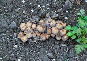 false champignons Aan de grond. de groei van schimmels Aan vochtig bodem. foto