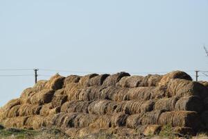 hooibergen in het veld foto