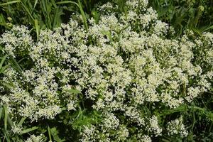 lepidium draba wit bloemen foto