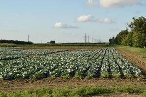 de kool veld- foto