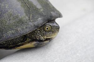 gewoon rivier- schildpad van gematigd breedtegraden. de schildpad is een oude reptiel. foto