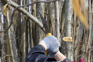 snijdend een boom Afdeling met een hand- tuin zaag. foto