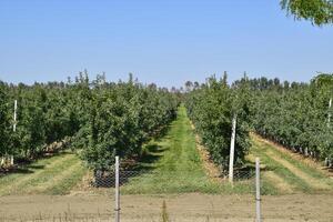 appel boomgaard. rijen van bomen en de fruit van de grond onder t foto