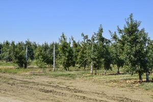 appel boomgaard. rijen van bomen en de fruit van de grond onder t foto