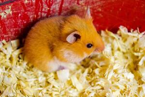 hamster huis in houden in gevangenschap. hamster in zaagsel. rood hamster foto