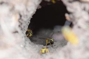 log in de sleuf vespula vulgaris foto