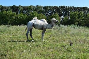 kameel Aan een weiland foto