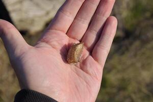 stapel van bidsprinkhaan in de menselijk hand. inspectie Ootheca. de eieren van de insect gelegd in de cocon voor de winter zijn gelegd foto