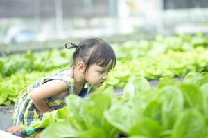 schattig weinig kleuterschool kind groeit vers salade in voorjaar een weinig jongen is gelukkig met tuinieren. kinderen helpen met groente tuinieren in de huis. foto