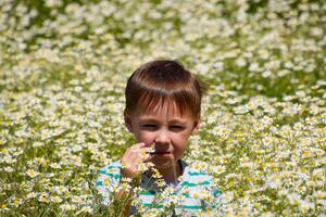 jongen in madeliefje bloemen, veld- met madeliefjes foto