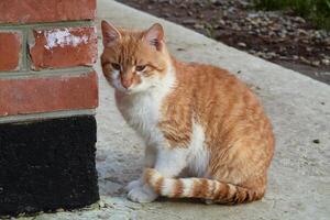 volwassen rood- wit kat. zittend Aan beton rood kat foto