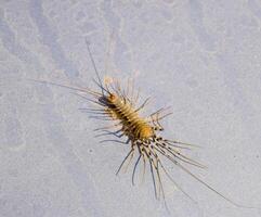 de vliegenvanger. scutigera coleoptrata. duizendpoot vliegenvanger, insect roofdier foto