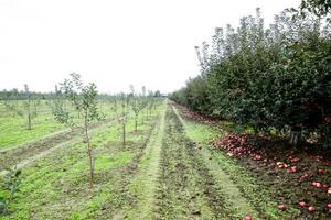 appel boomgaard. rijen van bomen en de fruit van de grond onder de bomen foto