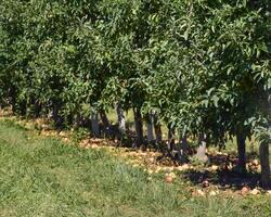 appel boomgaard. rijen van bomen en de fruit van de grond onder t foto