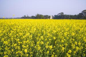 mooi bloemen landschap visie van koolzaad in een veld- met blauw lucht in de platteland van Bangladesh foto