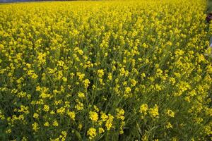 bloeiend geel koolzaad bloemen in de veld. kan worden gebruikt net zo een bloemen structuur achtergrond foto
