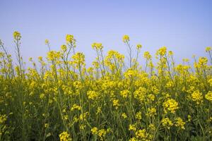 buitenshuis geel koolzaad bloemen veld- platteland van Bangladesh foto