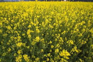 bloeiend geel koolzaad bloemen in de veld. kan worden gebruikt net zo een bloemen structuur achtergrond foto