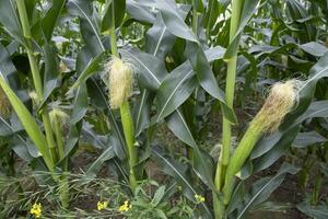 agrarisch veld- van maïs met jong maïs kolven groeit Aan de boerderij foto