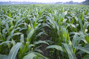 landbouw maïs velden groeit in de oogst platteland van Bangladesh foto