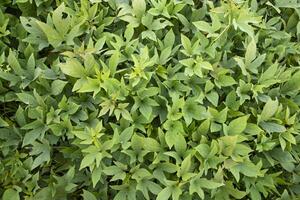 groen bladeren patroon structuur achtergrond van de zoet aardappel fabriek in de veld- platteland van Bangladesh foto