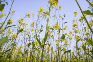 buitenshuis geel koolzaad bloemen veld- platteland van Bangladesh foto