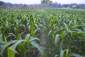 landbouw maïs velden groeit in de oogst platteland van Bangladesh foto