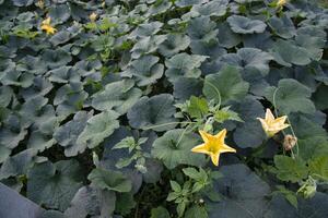 groen biologisch groente zoet pompoen plantage in de tuin foto