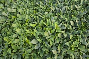 groen bladeren patroon structuur achtergrond van de zoet aardappel fabriek in de veld- platteland van Bangladesh foto