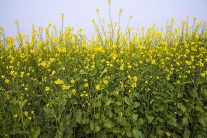 buitenshuis geel koolzaad bloemen veld- platteland van Bangladesh foto