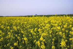 buitenshuis geel koolzaad bloemen veld- platteland van Bangladesh foto