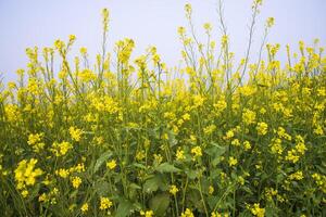 buitenshuis geel koolzaad bloemen veld- platteland van Bangladesh foto