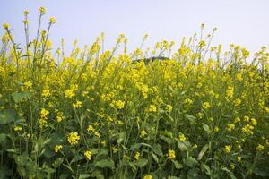 buitenshuis geel koolzaad bloemen veld- platteland van Bangladesh foto